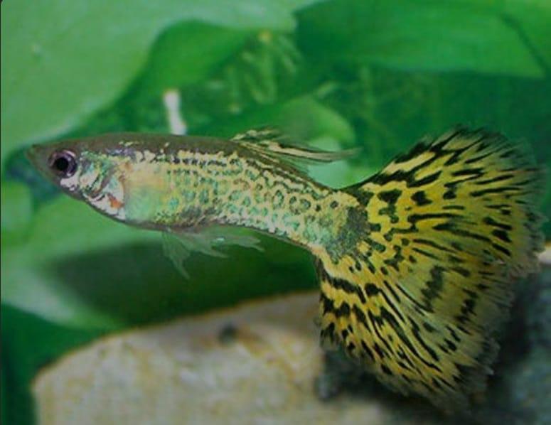 Cobra snakeskin guppy guppen meerdere kleuren !, Dieren en Toebehoren