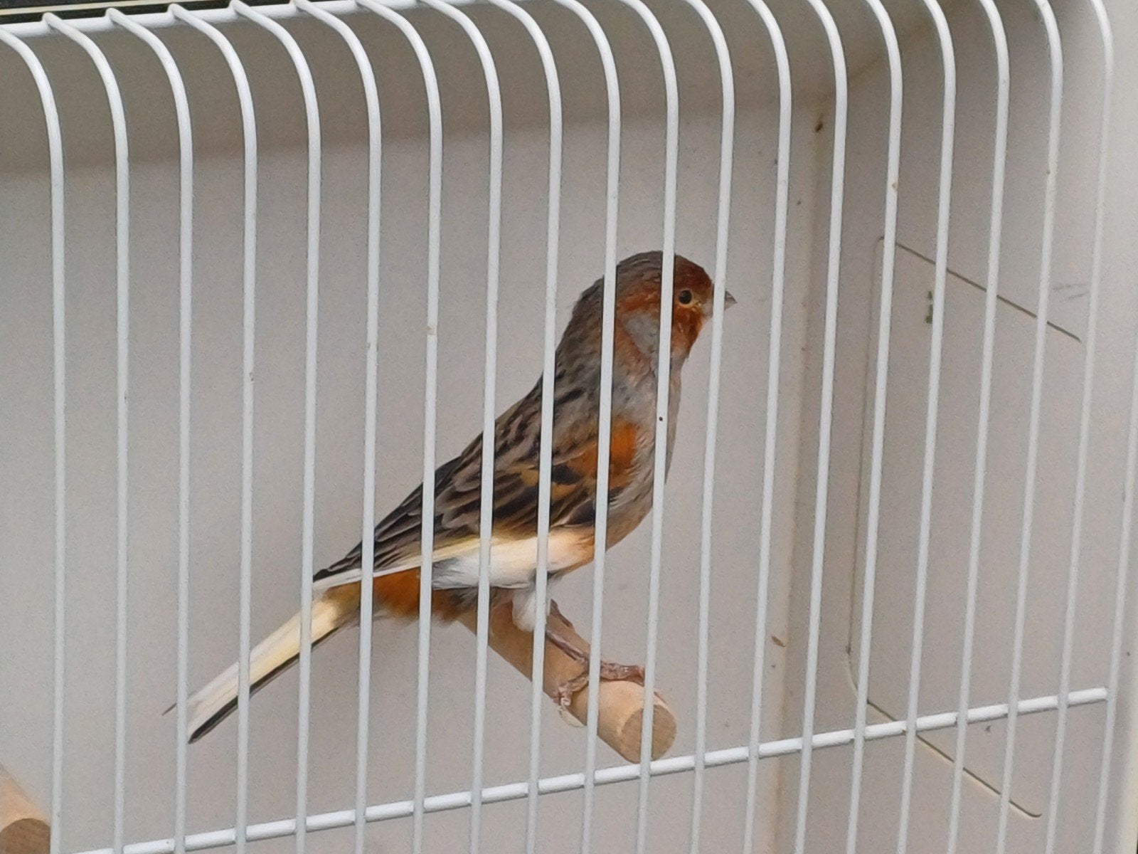 harlekijn kanaries, Dieren en Toebehoren, Meerdere dieren, Kleurkanarie