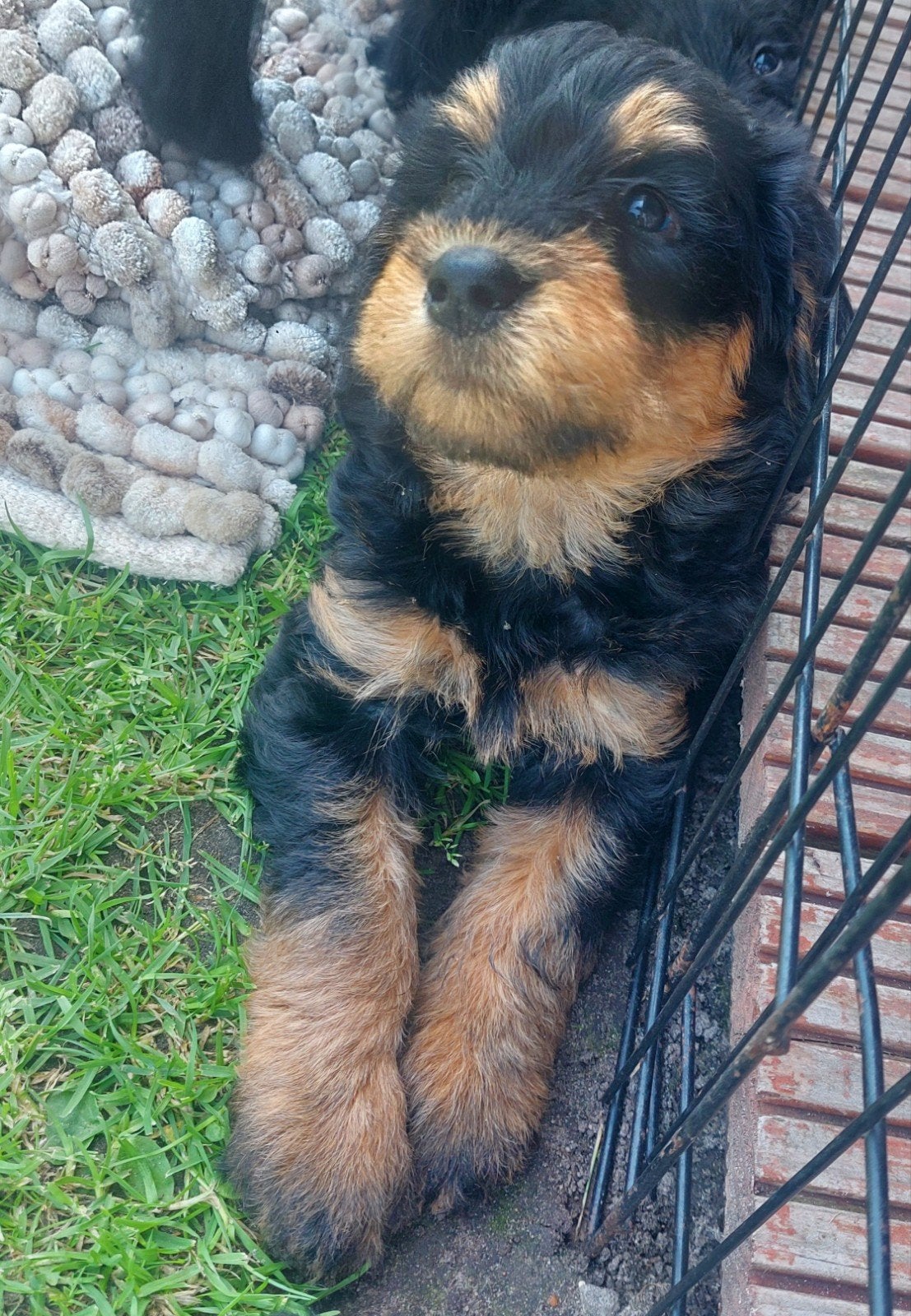 Labradoodle puppie's Reutjes en Teefjes Beschikbaar, Dieren en Toebehoren, Honden | Niet-rashonden, Parvo, 8 tot 15 weken, Meerdere