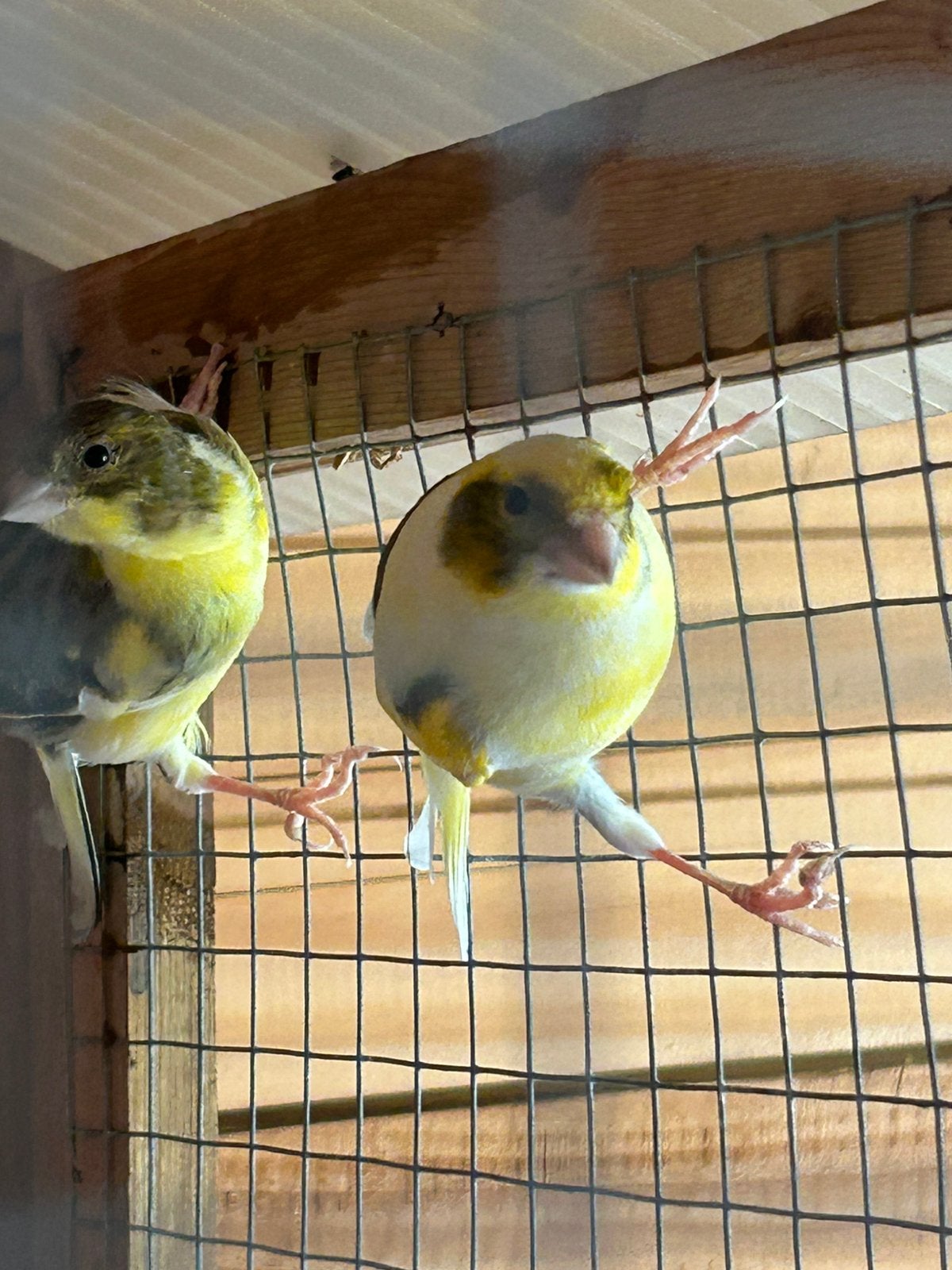 Kanaries, Dieren en Toebehoren, Meerdere dieren, Kleurkanarie