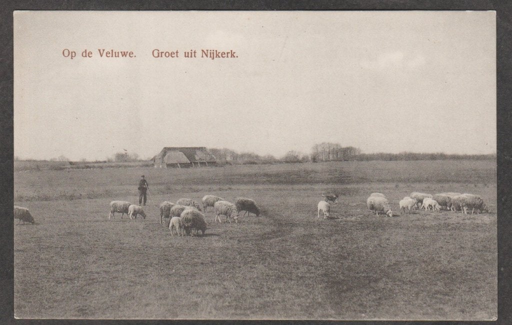 nijkerk  groet uit de veluwe met schapen, Verzenden, 1920 tot 1940, Ongelopen, Gelderland