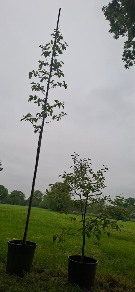 Pseudocydonia sinensis. Chinese kweepeer, Ophalen, Volle zon, Overige soorten