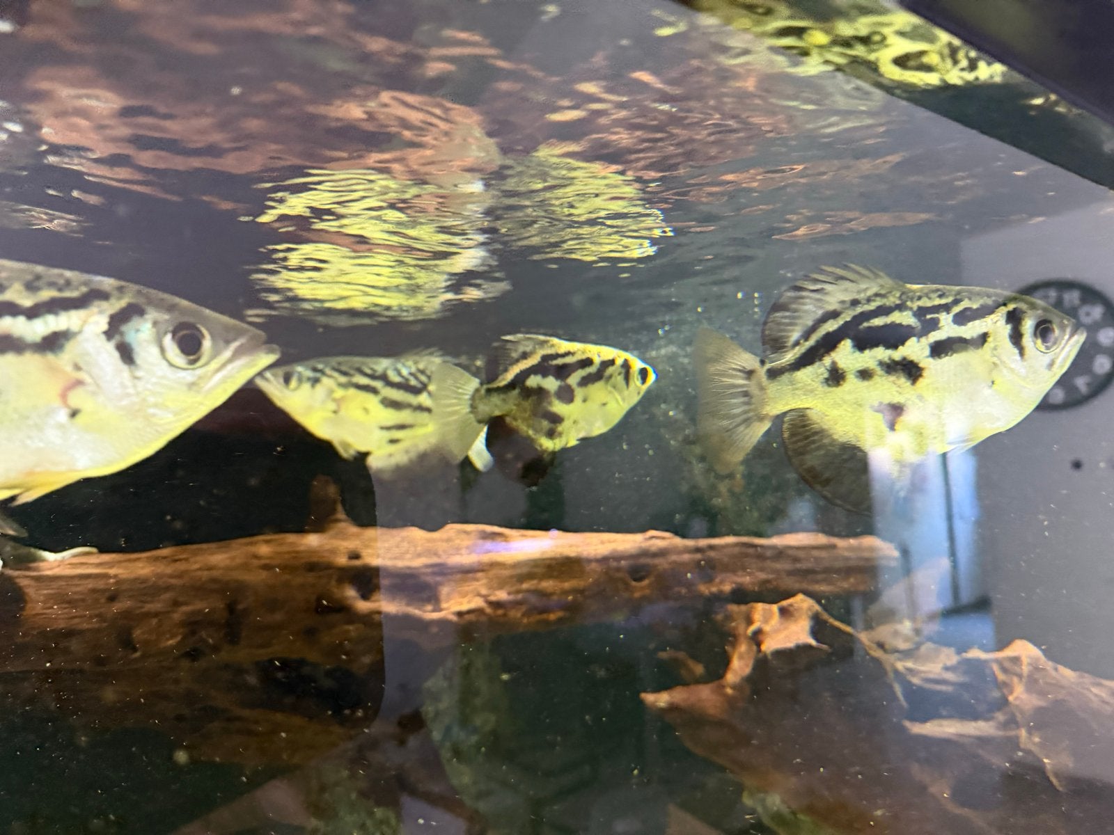 Toxotes blythii (schuttersvis), Dieren en Toebehoren, Vis