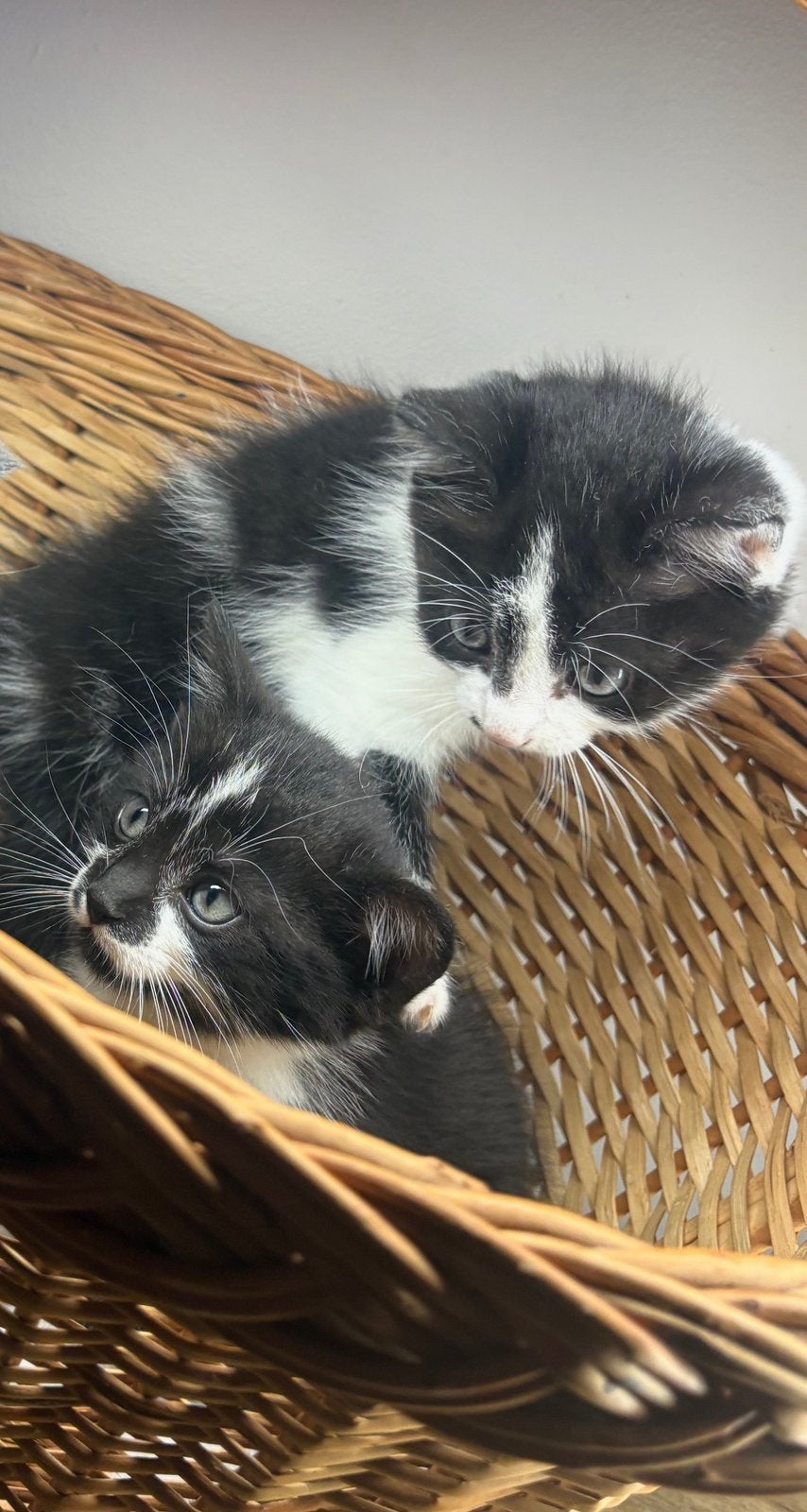 Poes & Kater van 12 weken zoeken warm huisje 🐱💕, Dieren en Toebehoren, Meerdere dieren, Langharig, 0 tot 2 jaar