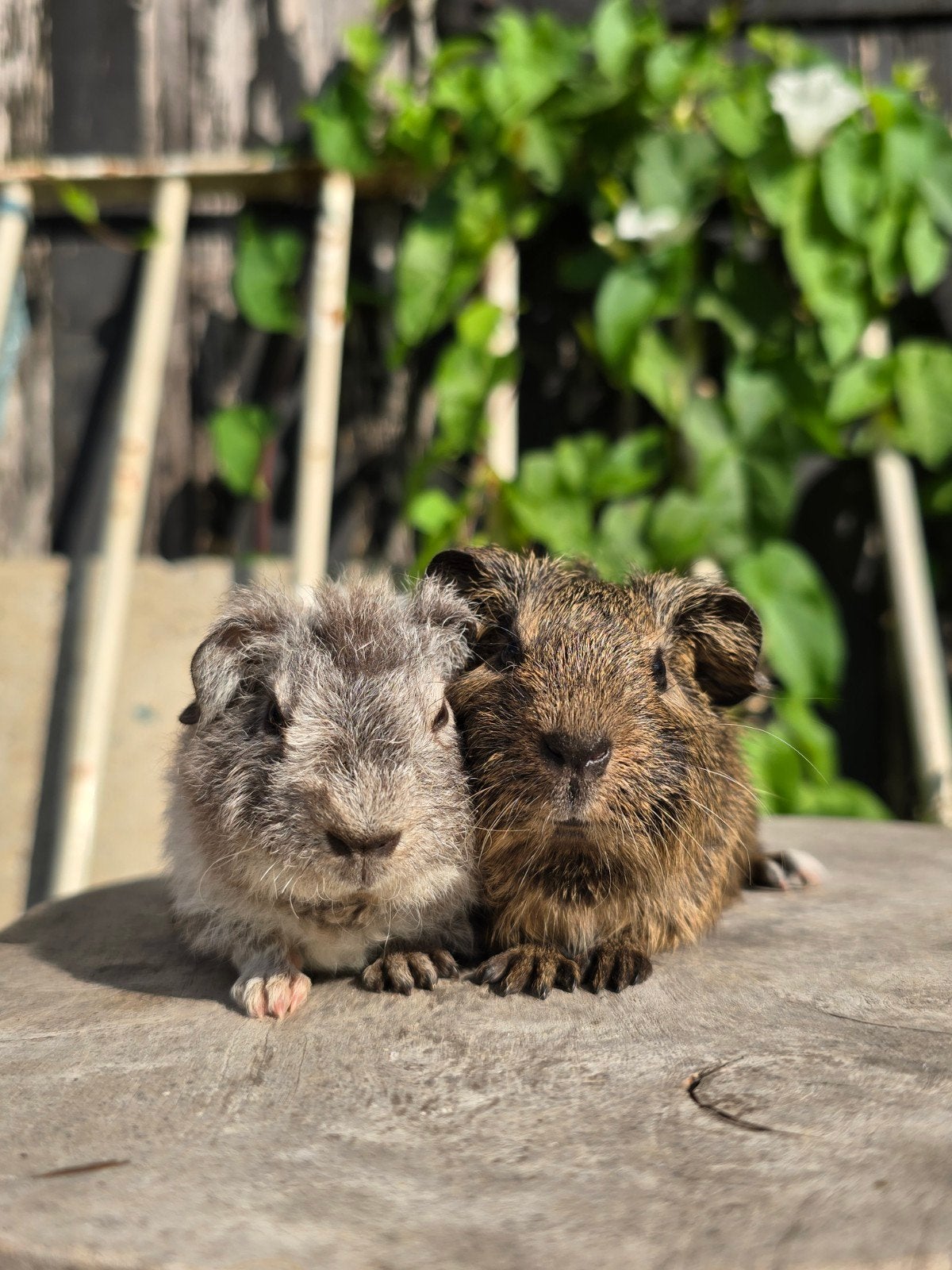 Jonge cavia beertjes, broertjes, Dieren en Toebehoren, Knaagdieren, Cavia, Juni, Mannelijk, Tam