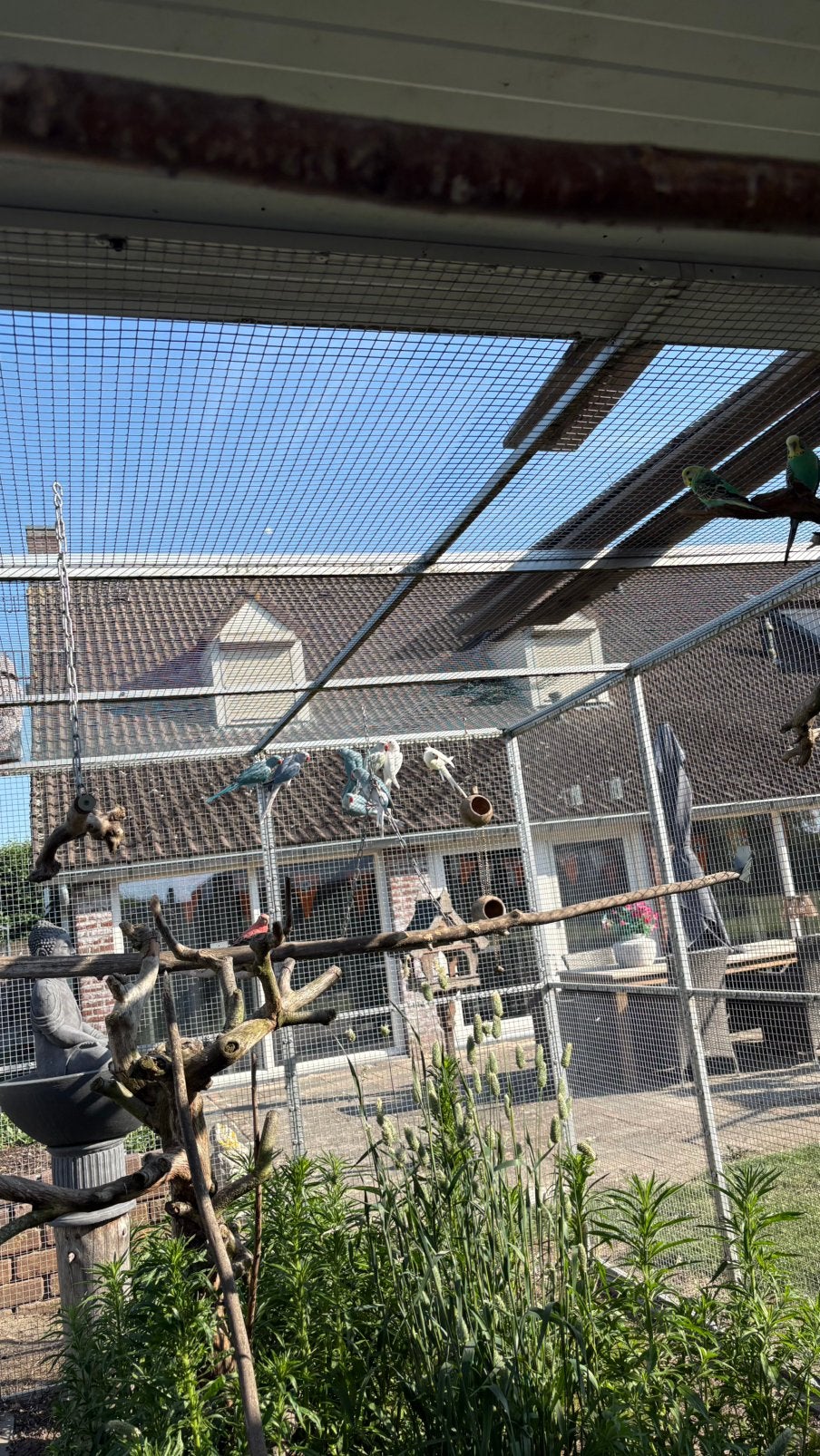 diverse halsbandparkieten 2026, Dieren en Toebehoren, Meerdere dieren, Parkiet, Geringd