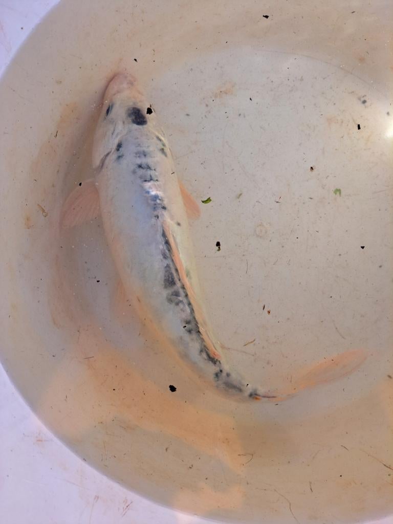 Koikarper., Karper of Koi