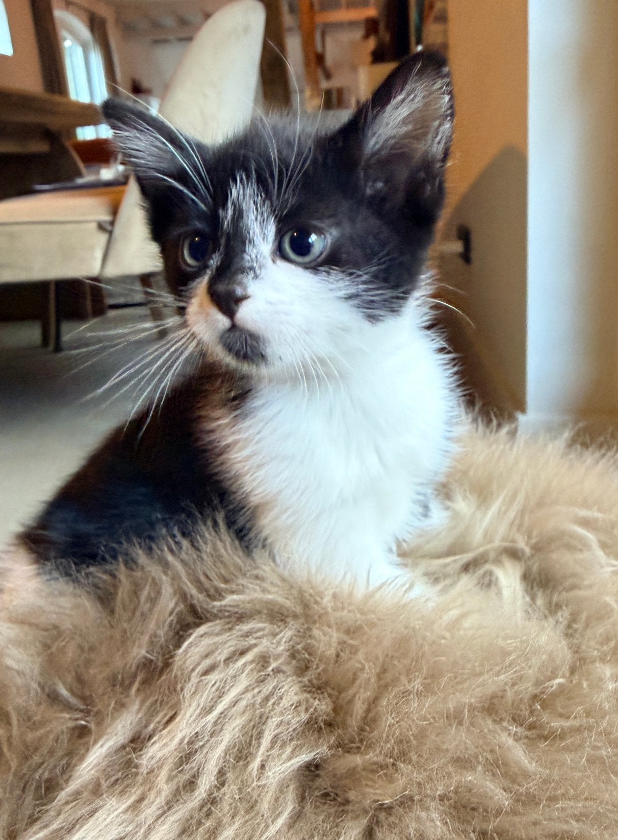 Europese korthaar kittens zindelijk en kind/hondvriendelijk, Meerdere dieren, Ontwormd