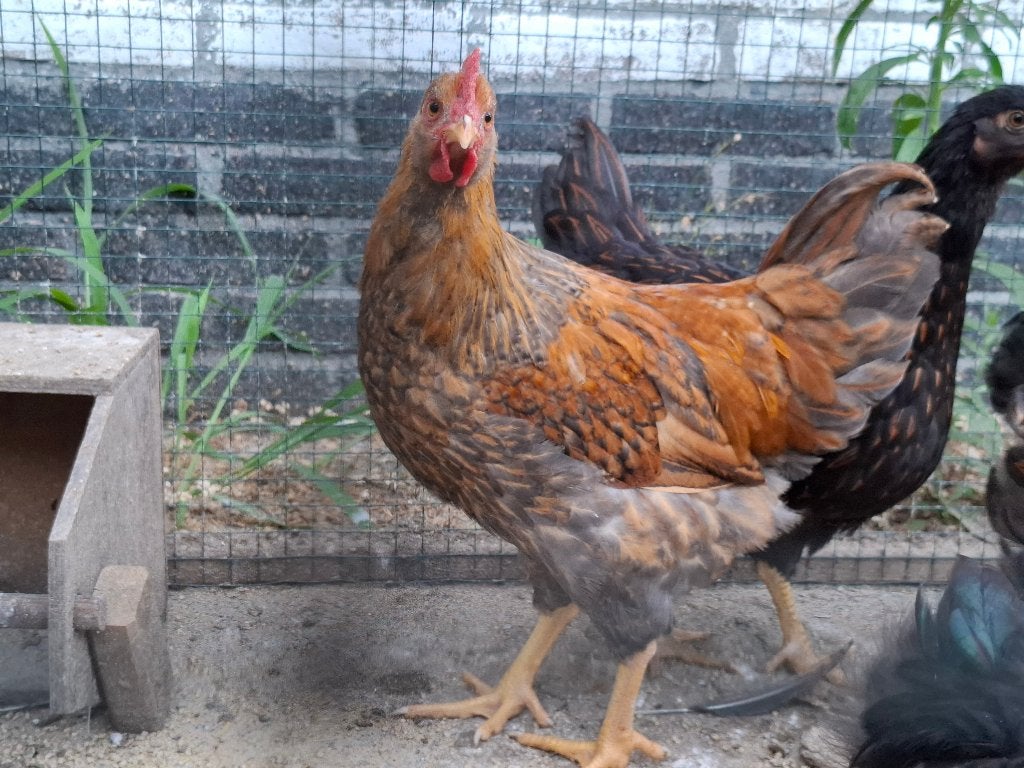 Barnevelder X New Hampshire haan, Mannelijk, Kip