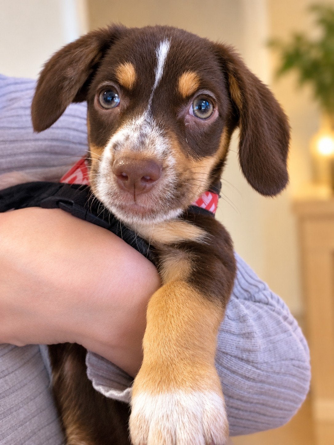 2 schattige kleine 3 kwart teckel en 1 kwart jack russel reu, Dieren en Toebehoren, Standaard, Reu, 8 tot 15 weken, Korthaar