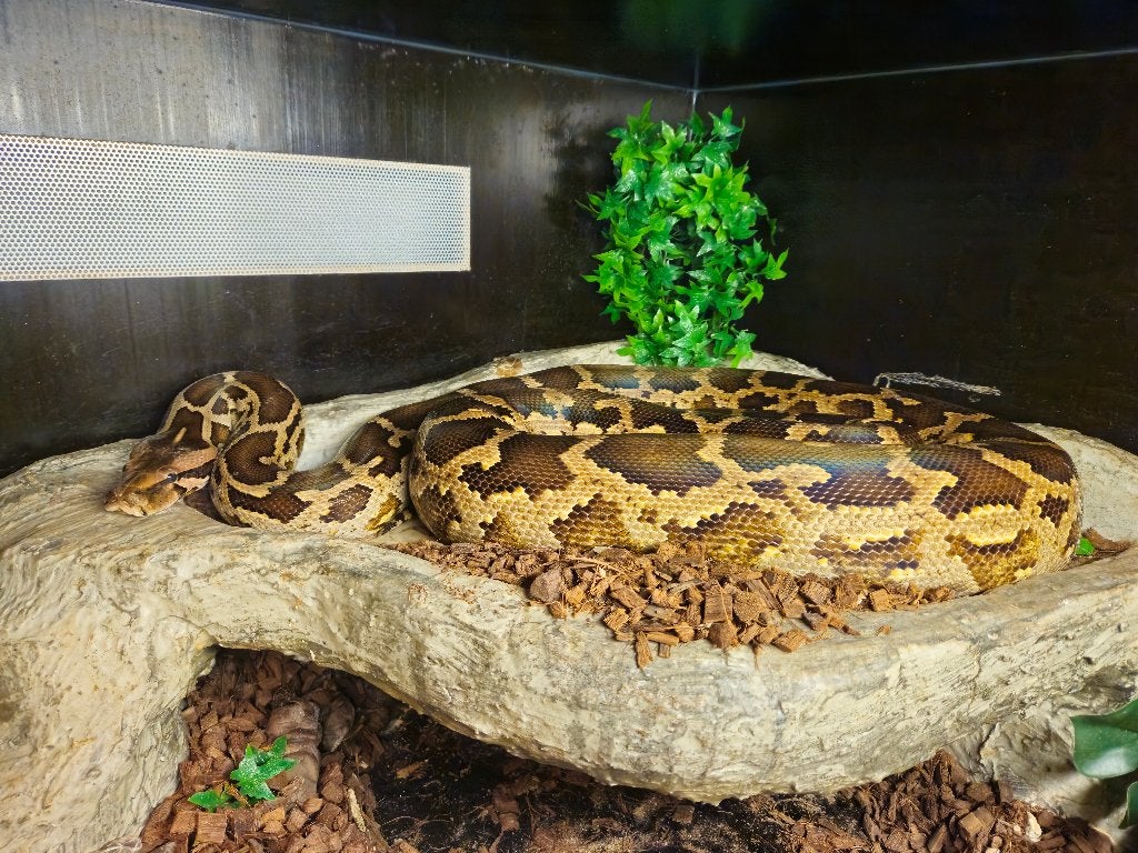 0.1 Python Molures Pimbura Ball Python photo 5