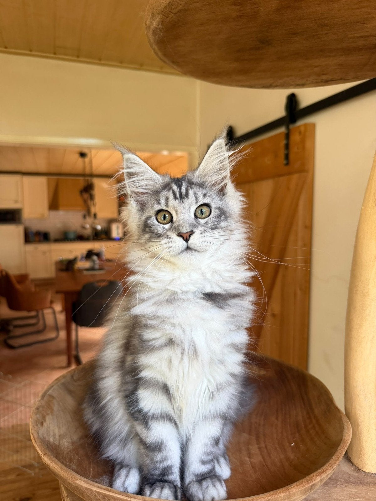 maine coon kitten silver tabby, Poes, Gechipt