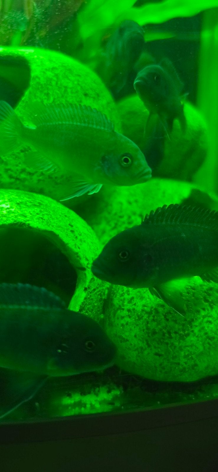 zebra Cichliden, Vis