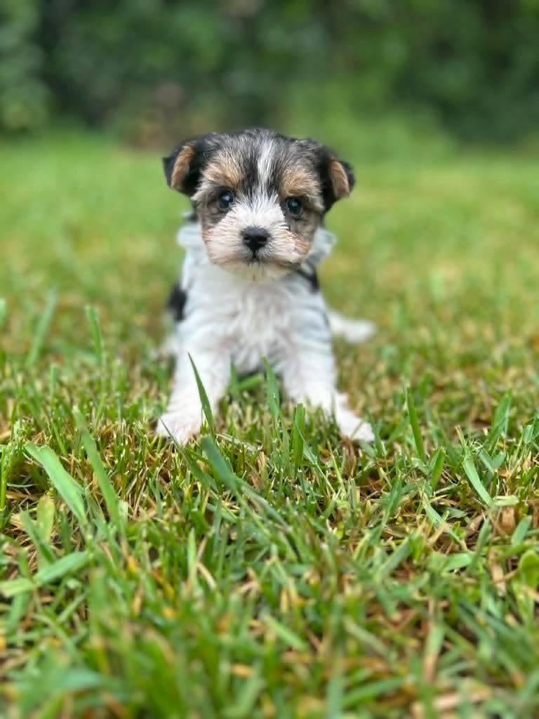 Hele mooie bieuwer pups hier geboren!!, België, 8 tot 15 weken, Meerdere, Meerdere dieren