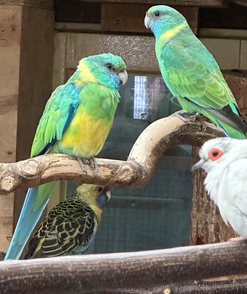 Conclurry parkieten koppel, Dieren en Toebehoren, Vogels | Parkieten en Papegaaien, Meerdere dieren, Parkiet
