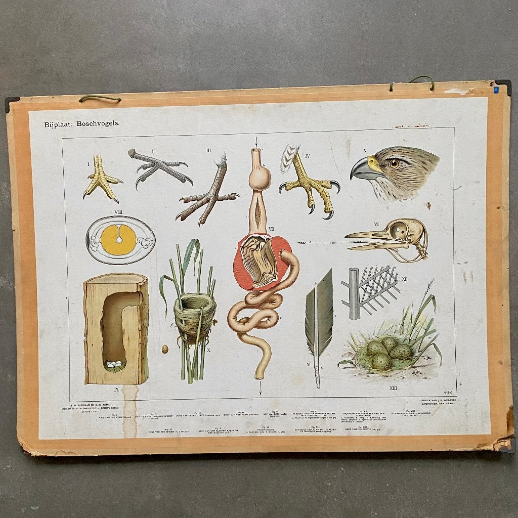 Bijplaat Boschvogels, Ophalen of Verzenden, Natuur en Biologie