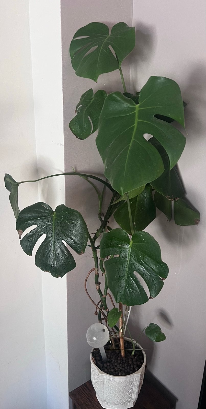Grote Monstera Deliciosa - Kamerplant, Huis en Inrichting, Kamerplanten, Overige soorten, In pot, 150 tot 200 cm, Groene kamerplant