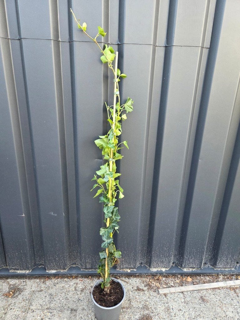 Hedera woerner 100-125cm klimop, Ophalen, Vaste plant, Bloeit niet, Halfschaduw