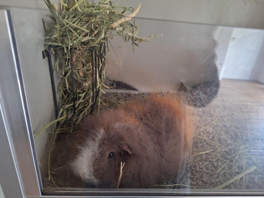 Caviaflat met cavia, Ophalen, Gebruikt, 90 cm of meer, Hok