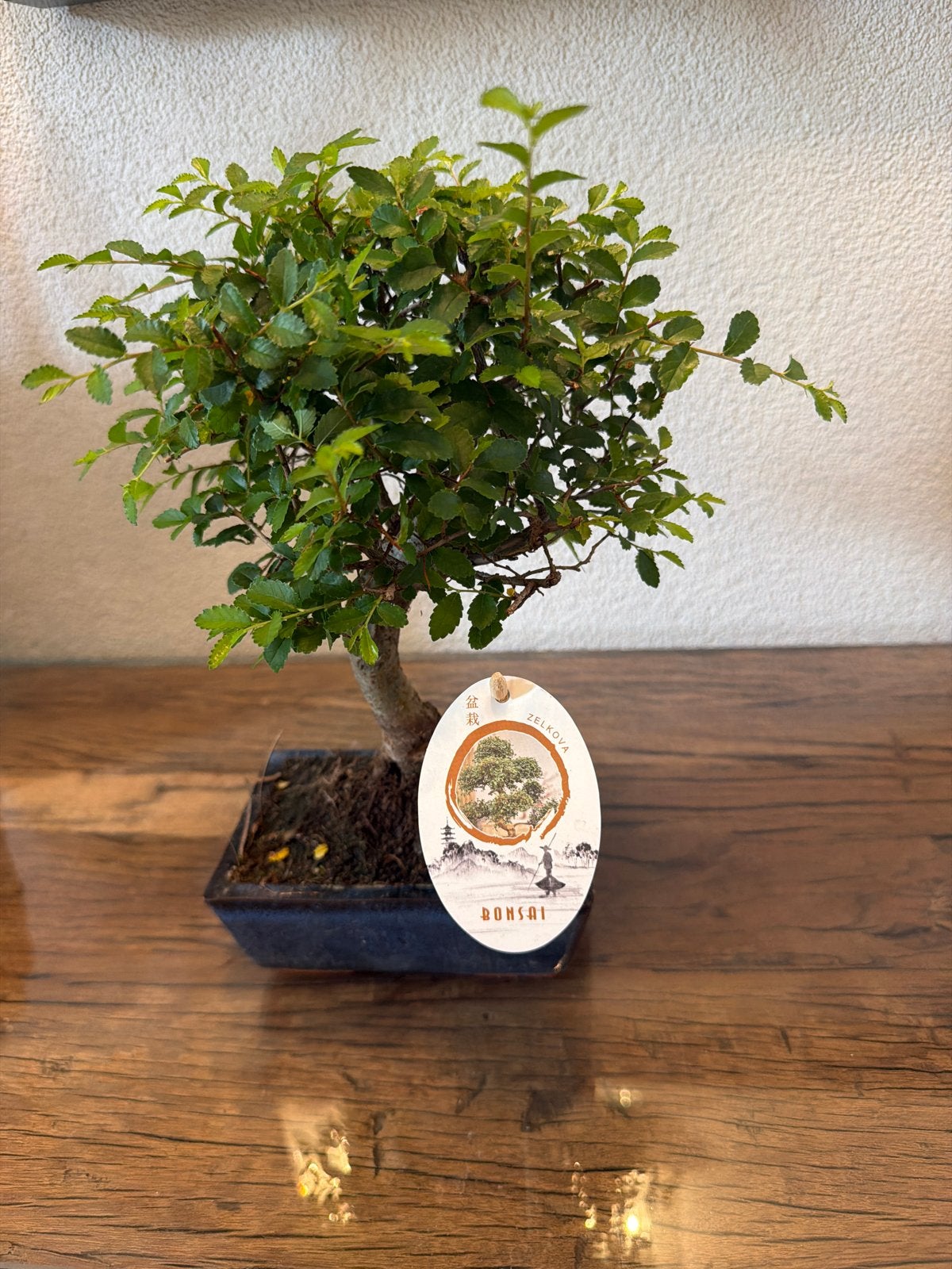 Zelkova Bonsai, Overige soorten, Vaste plant, Ophalen of Verzenden, Bloeit niet