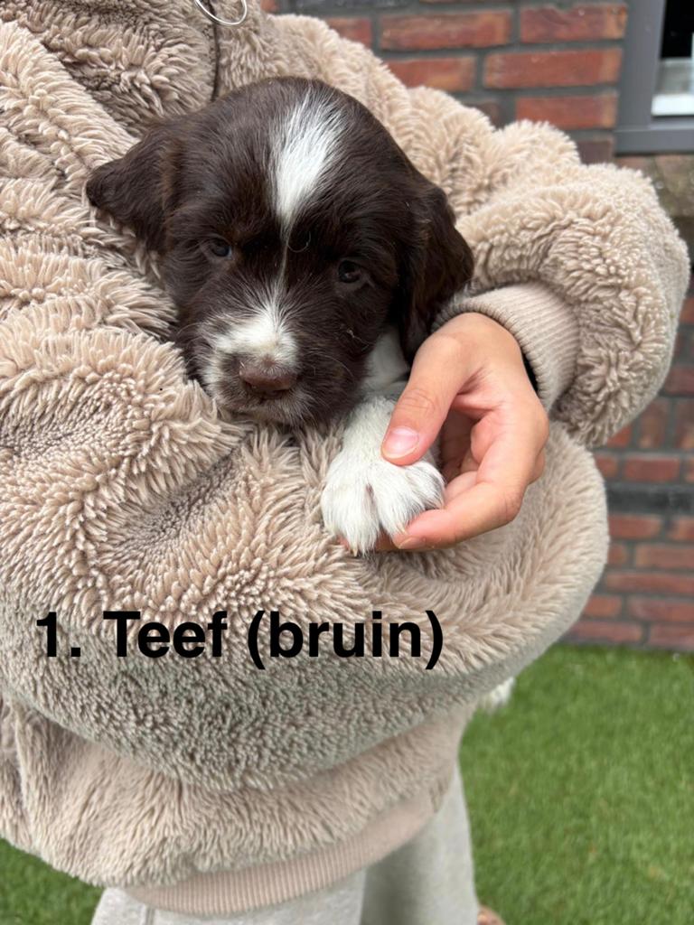 Engelse Springer Spaniël pups te koop – 6 pups beschikbaar, 8 tot 15 weken, Meerdere, Meerdere dieren, Spaniël