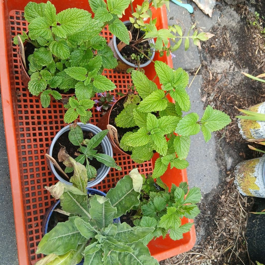 Tuin plantje, Tuin en Terras, Bloembollen en Zaden, Ophalen, Volle zon