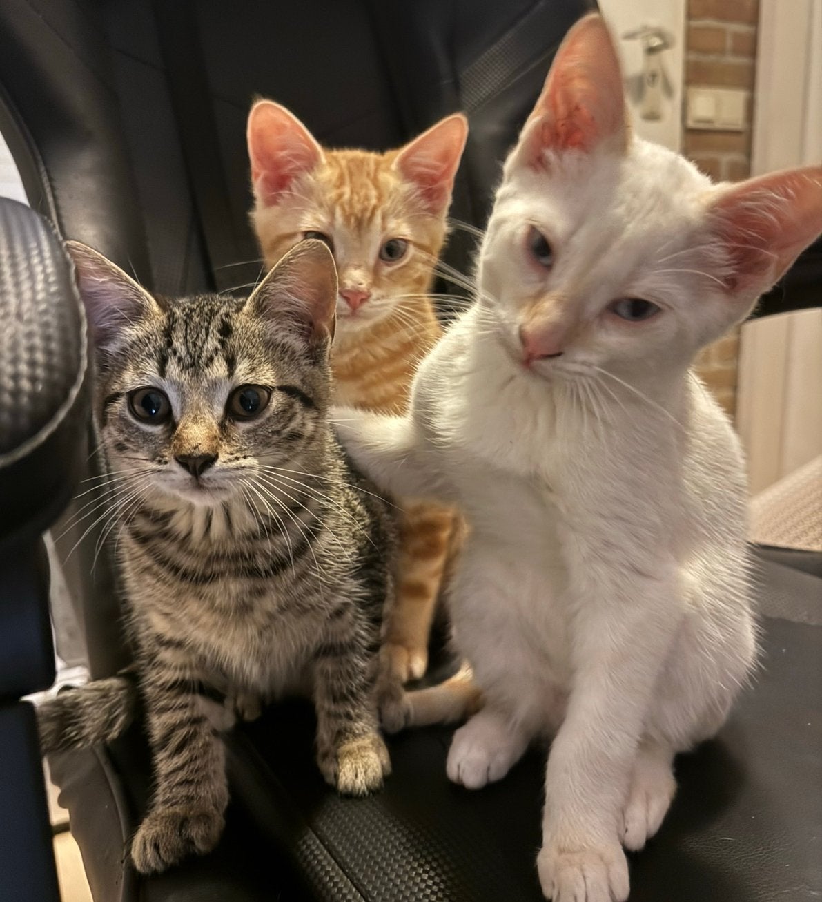 Lieve toyger kruising kittens, Dieren en Toebehoren, Meerdere dieren