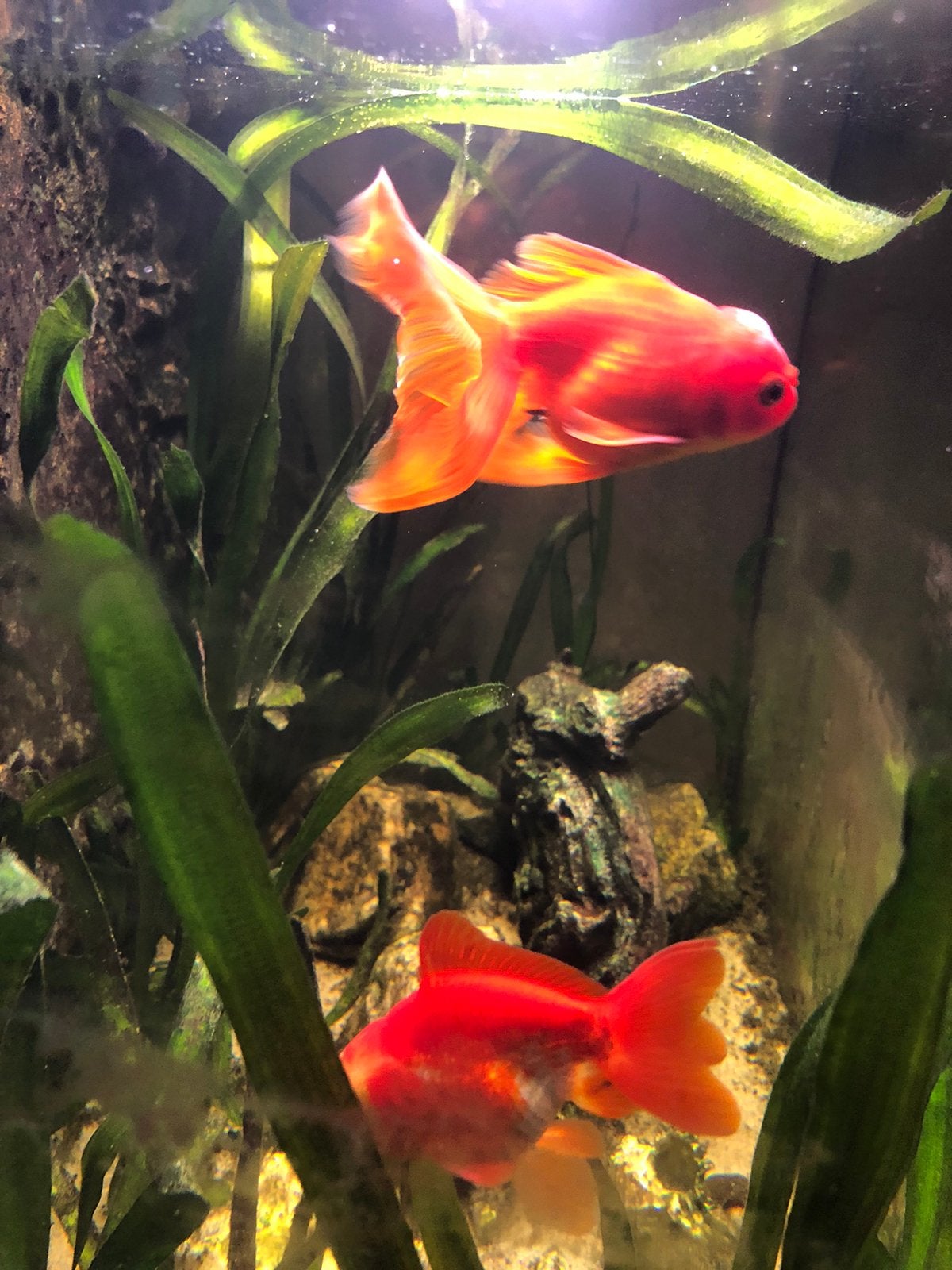 2 sluierstaarten, Dieren en Toebehoren, Vissen | Aquariumvissen, Vis