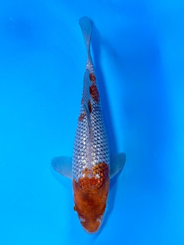 Ginrin Ochiba 20-25cm Kawakami Japanse koi, Karper of Koi
