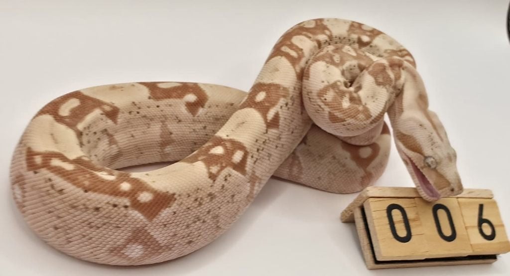 VPI Sunglow 66% leopard boa imperator, Slang, 0 tot 2 jaar