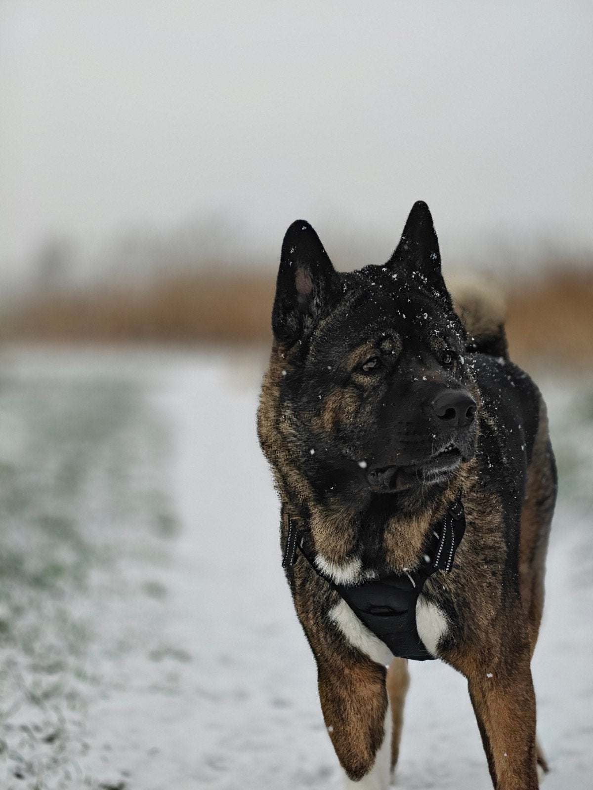 Amerikaanse Akita reu huis gezocht, 1 tot 2 jaar, Eén hond, Nederland, Particulier