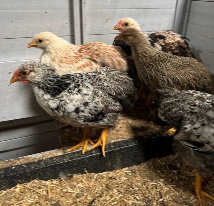 Jonge Wyandotte kriel hanen, Mannelijk, Kip