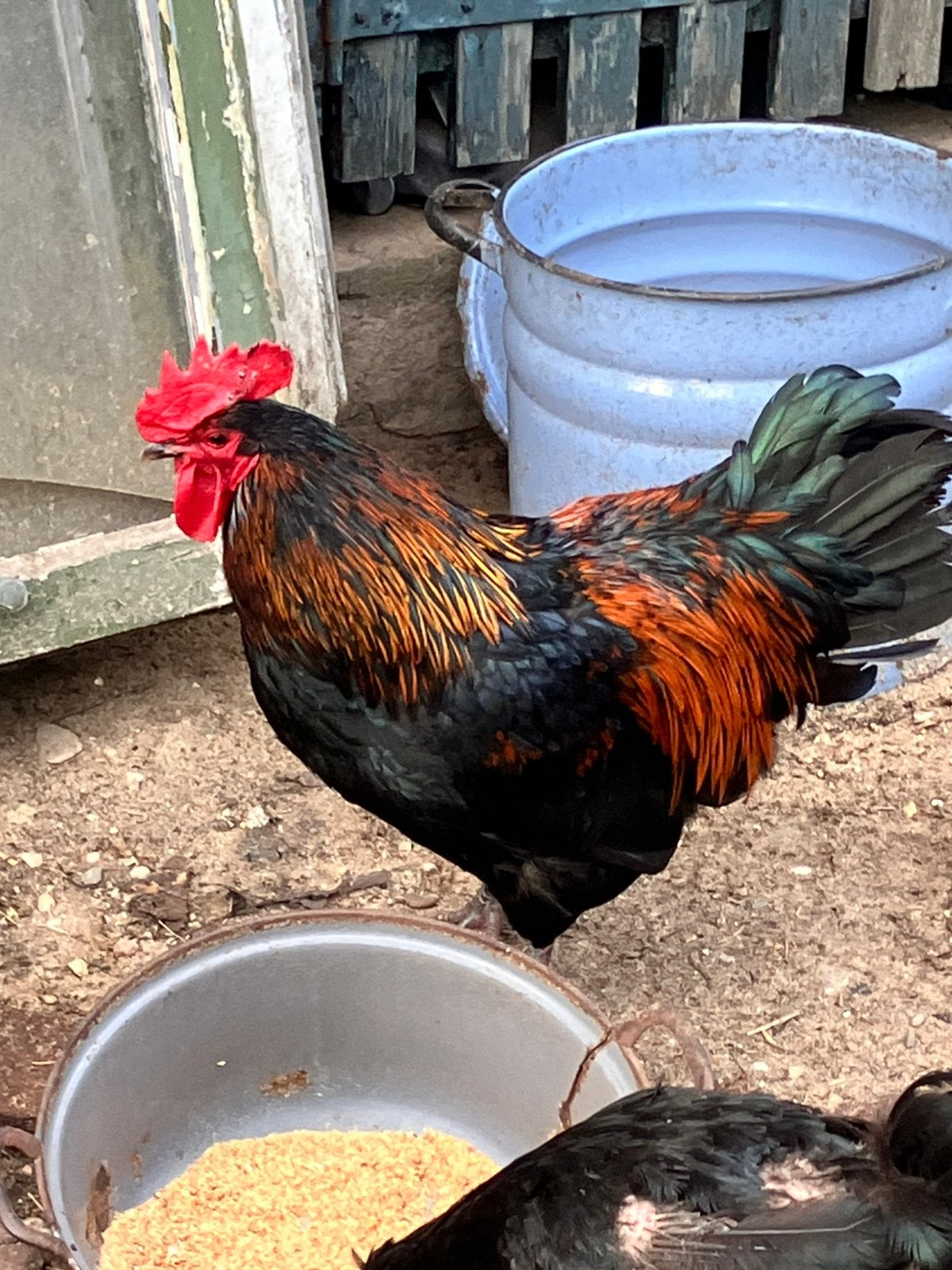 Mix hanen australorp-marans-araucana, Dieren en Toebehoren, Mannelijk, Kip