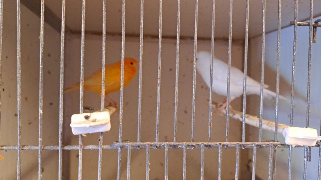 Te Koop mooie kanaries, Dieren en Toebehoren, Meerdere dieren, Kleurkanarie