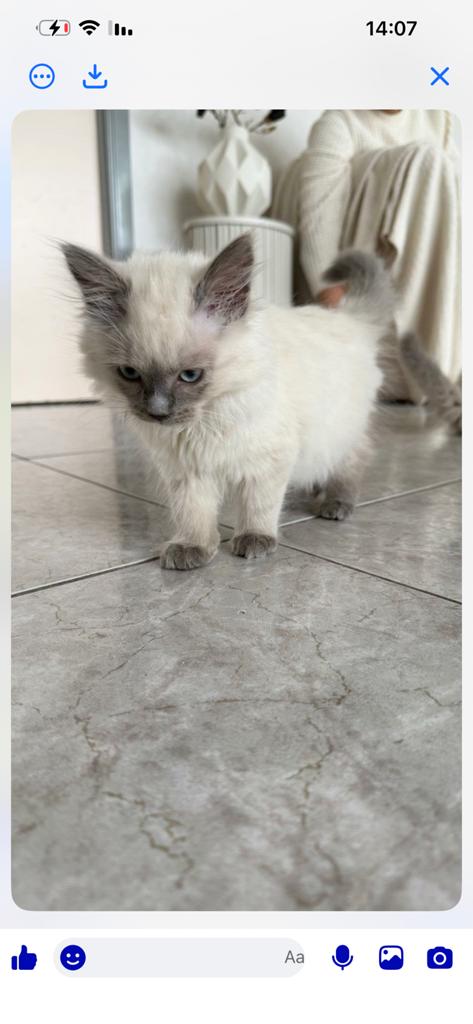 …, Dieren en Toebehoren, Poes