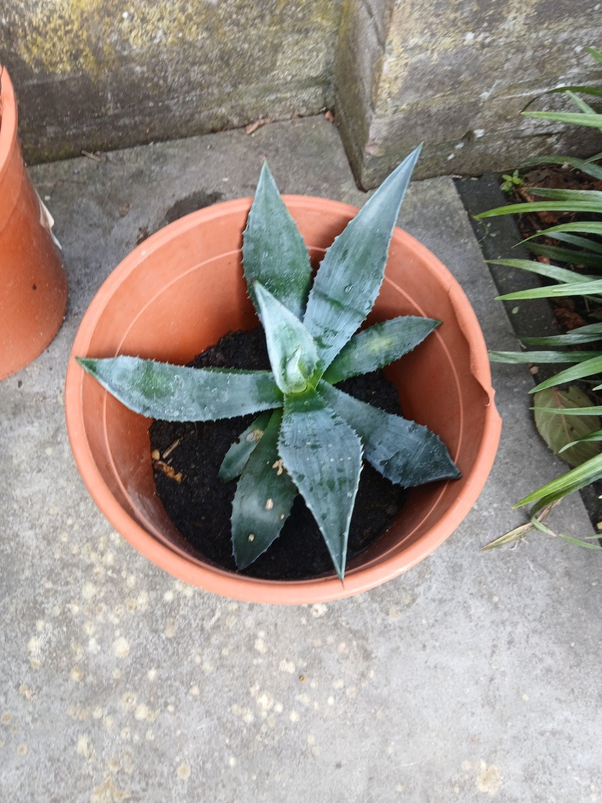 Agave plant stekjes., Volle zon, Vaste plant, Bloeit niet, Ophalen