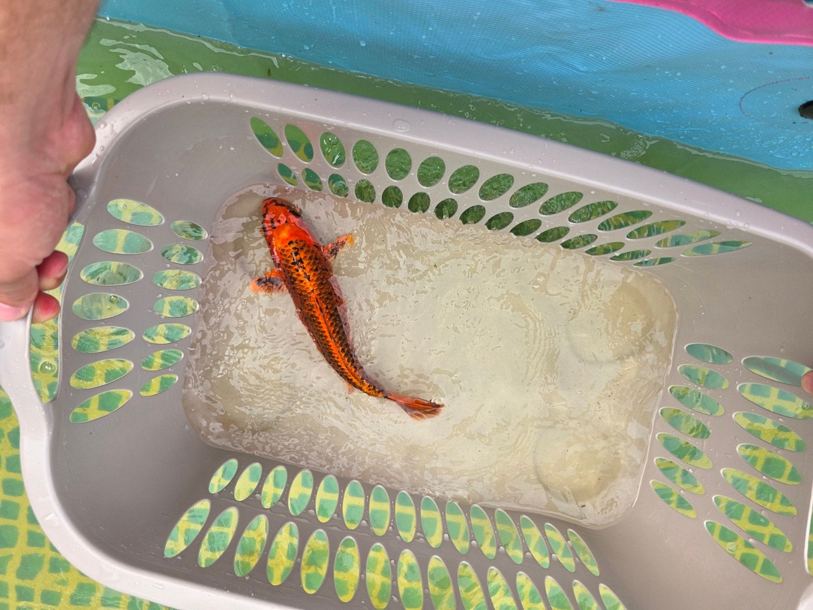 18 Koi's aangebod in diverse kleuren, ook los te koop., Karper of Koi