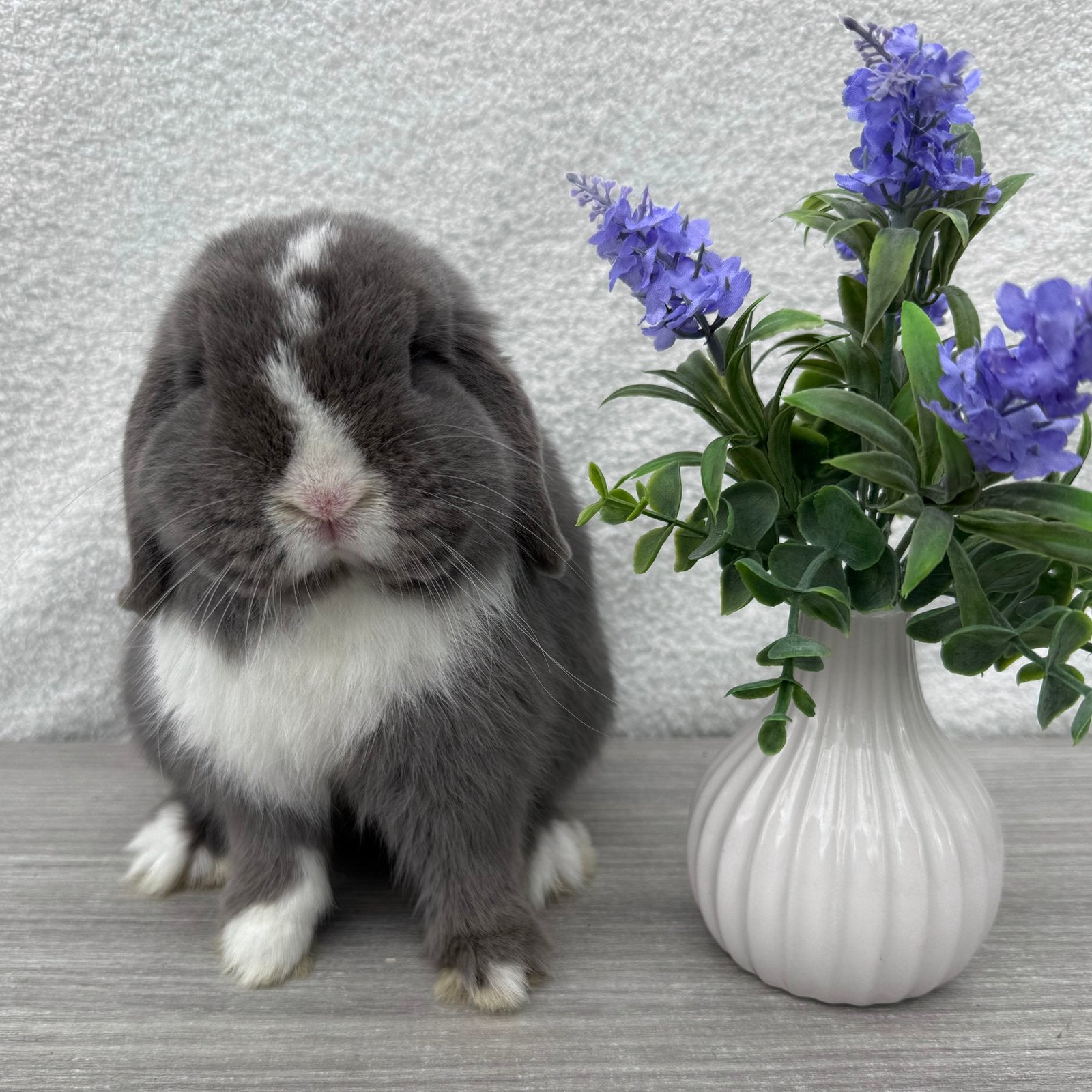 minilop koppel🤍, Meerdere dieren, Dwerg