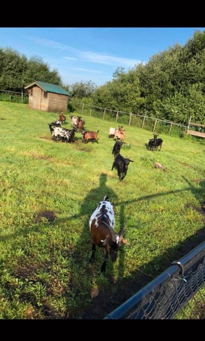 Dwerggeiten, Dieren en Toebehoren, Meerdere dieren, Geit