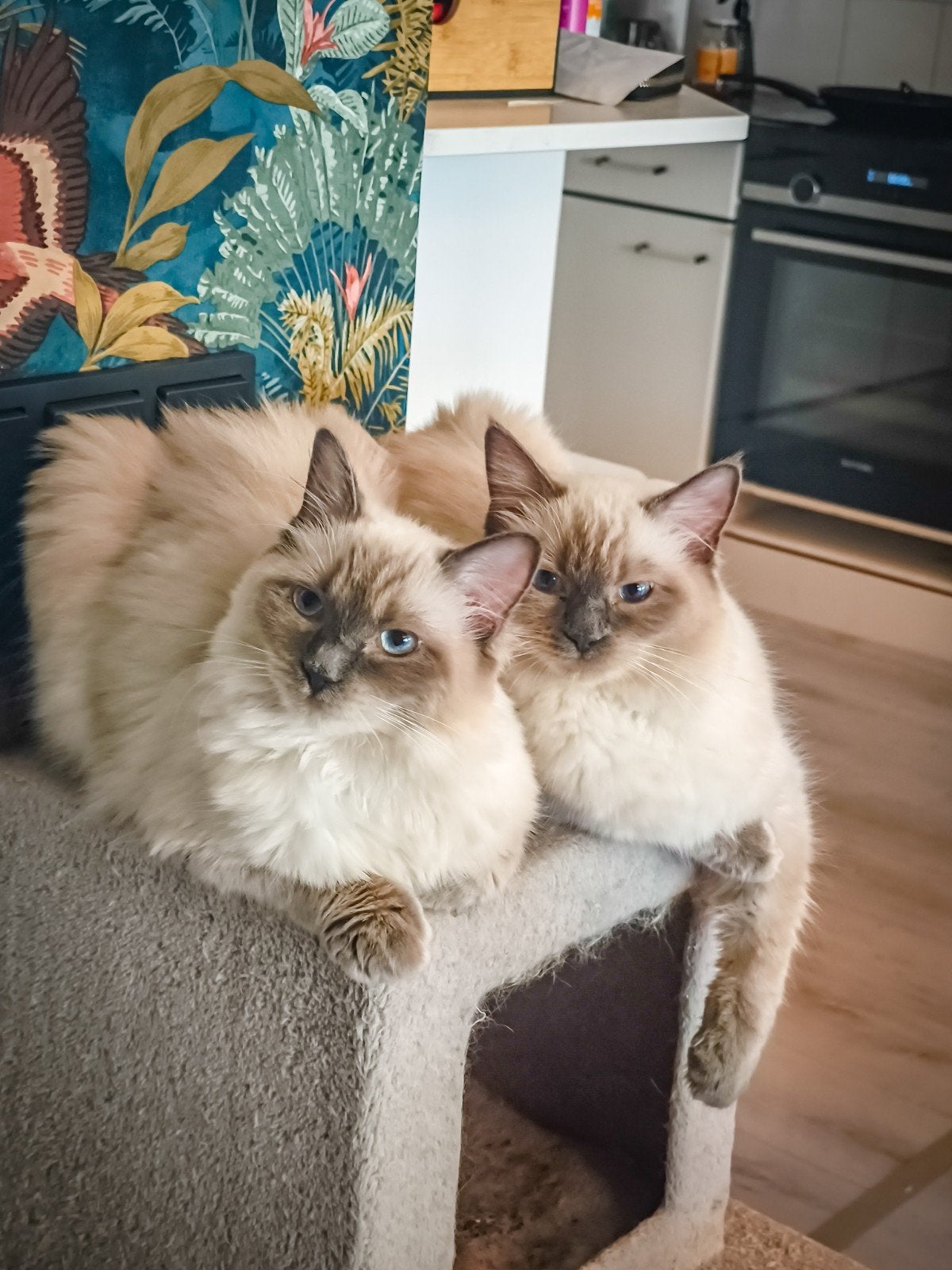 Ragdoll poezen met stamboom, 9 maanden oud, Poes, Met stamboom, 0 tot 2 jaar