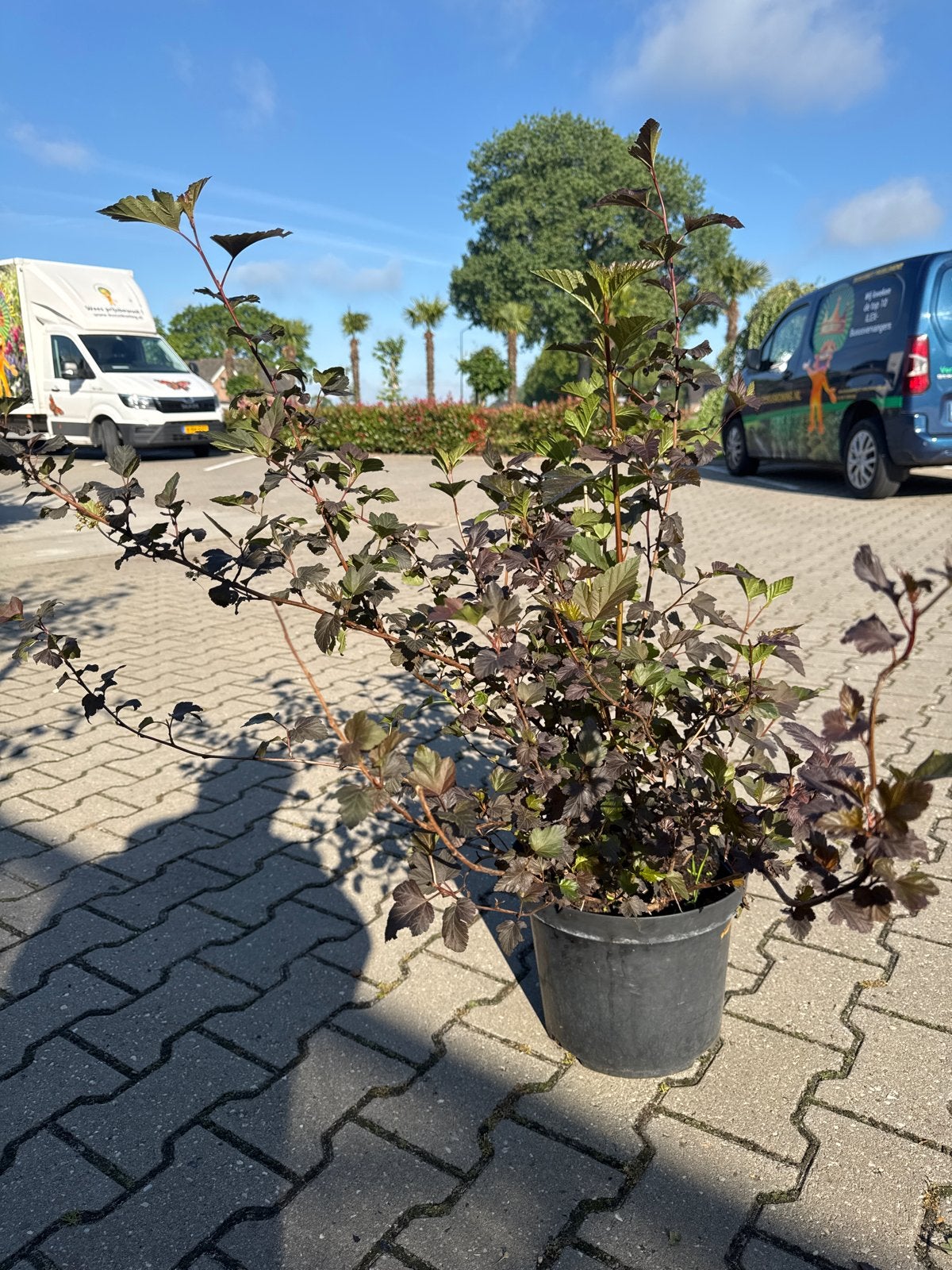 Physocarpus Diabolo - 8L pot, 100/125 cm, Volle zon, Vaste plant, Zomer, Ophalen