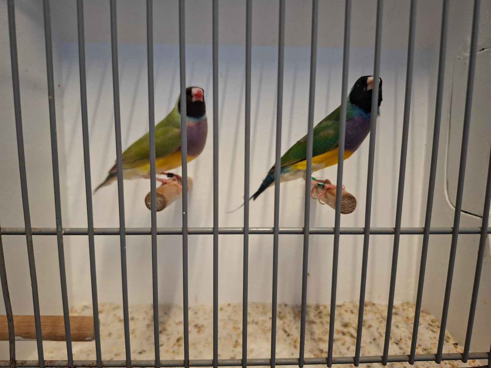 Gouldamadines cinnamon, Dieren en Toebehoren, Vogels | Overige Vogels, Meerdere dieren, Geringd