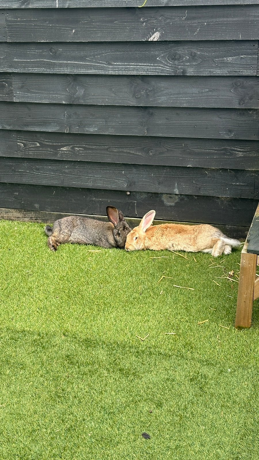 Gratis Vlaamse reus voedster zwart, Dieren en Toebehoren, Vrouwelijk, Groot, 3 tot 5 jaar
