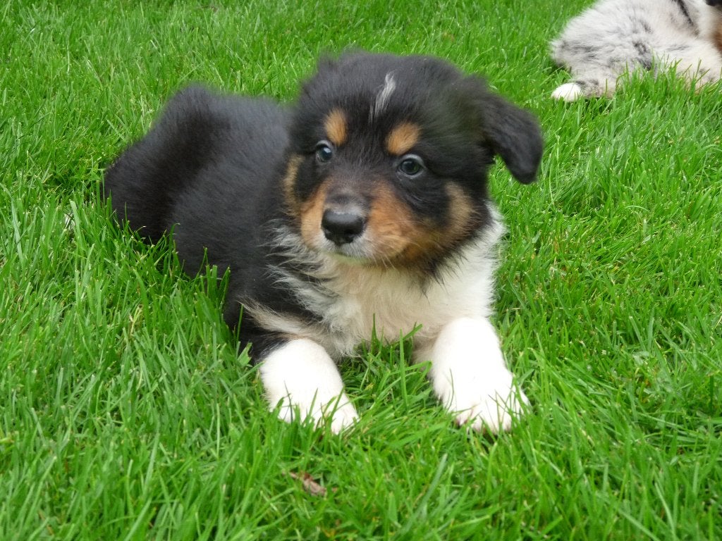 border collie pups  bordercollie die nog een baasje zoeken, Dieren en Toebehoren, Parvo, 8 tot 15 weken, Collie, Meerdere