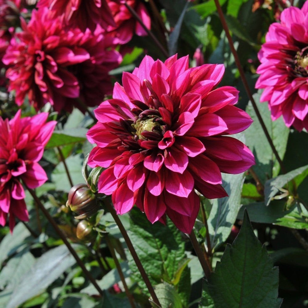 Dahlia Purple haze in pot, Ophalen, Volle zon, Knol