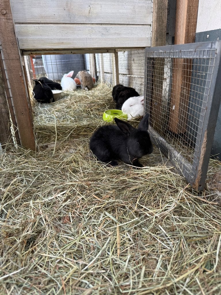 Duitse reuzen te koop, nu 9 weken oud en ingeënt, Dieren en Toebehoren, Meerdere dieren, Groot