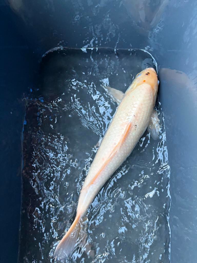 Koi karper 35/45 cm, Tuin en Terras, Vijvers, Ophalen, Zo goed als nieuw