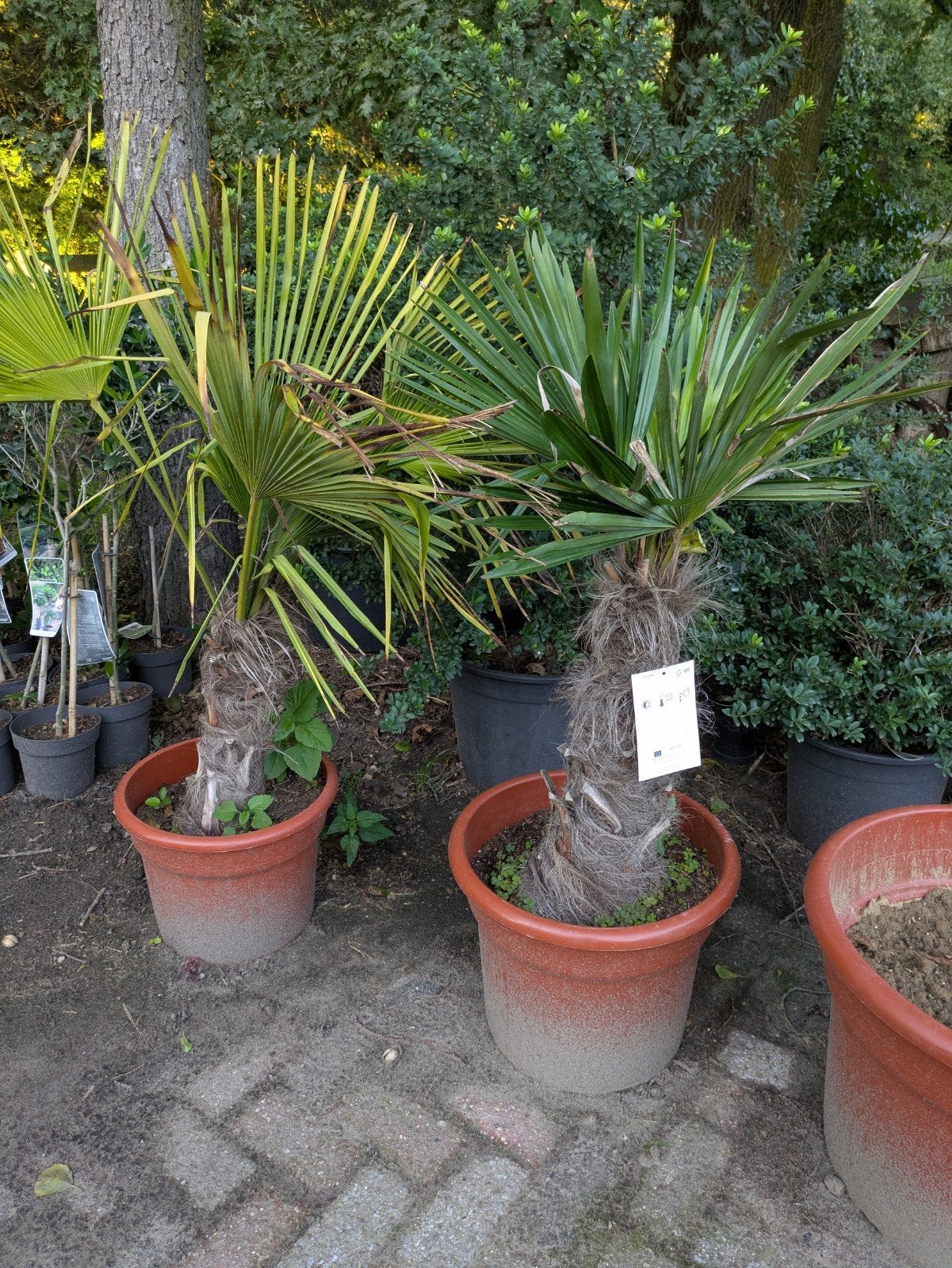 Twee prachtige palmboompjes in pot, Volle zon, Vaste plant, Bloeit niet, Ophalen