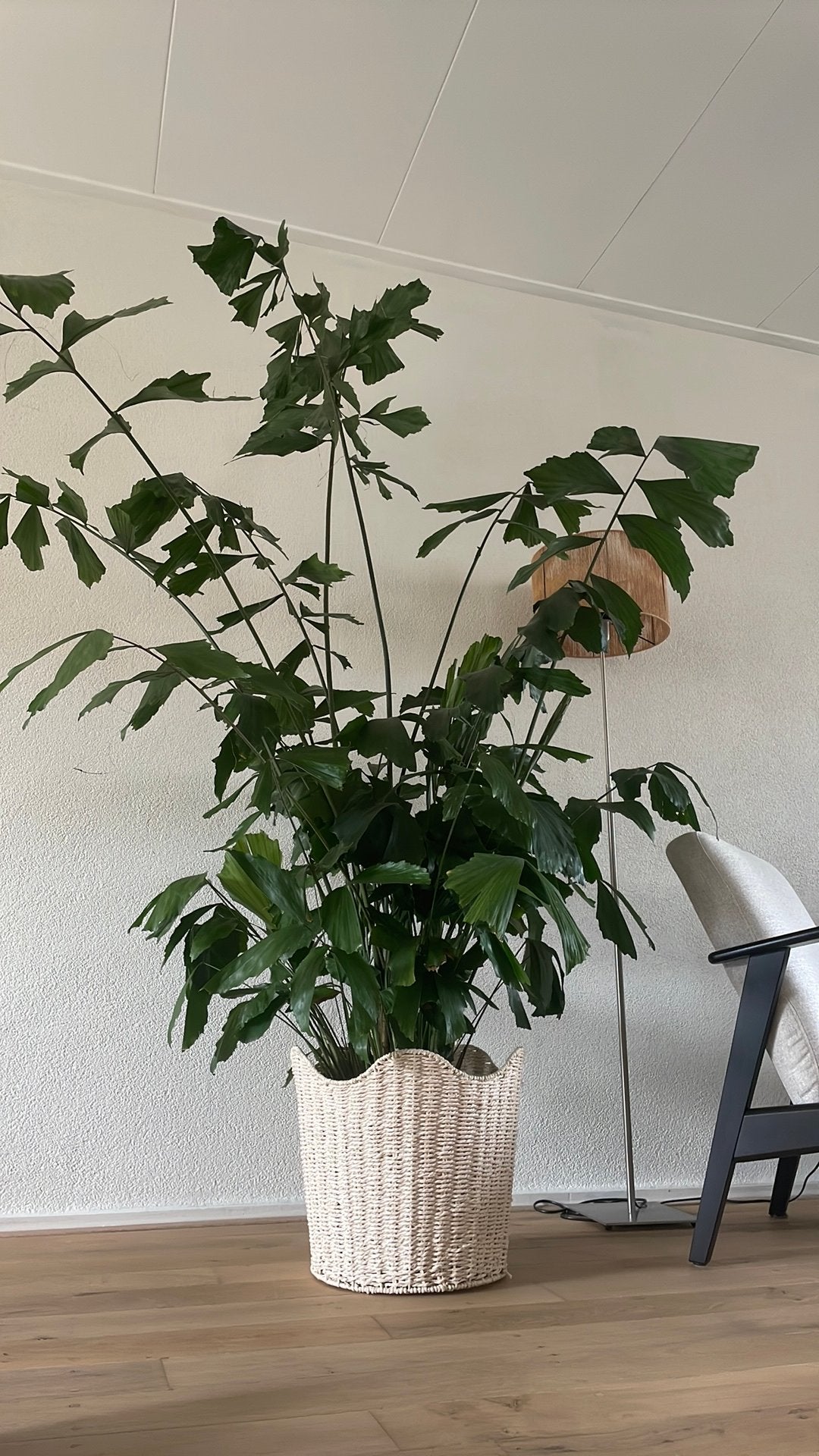 Grote Kamerpalm (Caryota mitis) - 180cm hoog, Ophalen, Palm, Halfschaduw, 150 tot 200 cm
