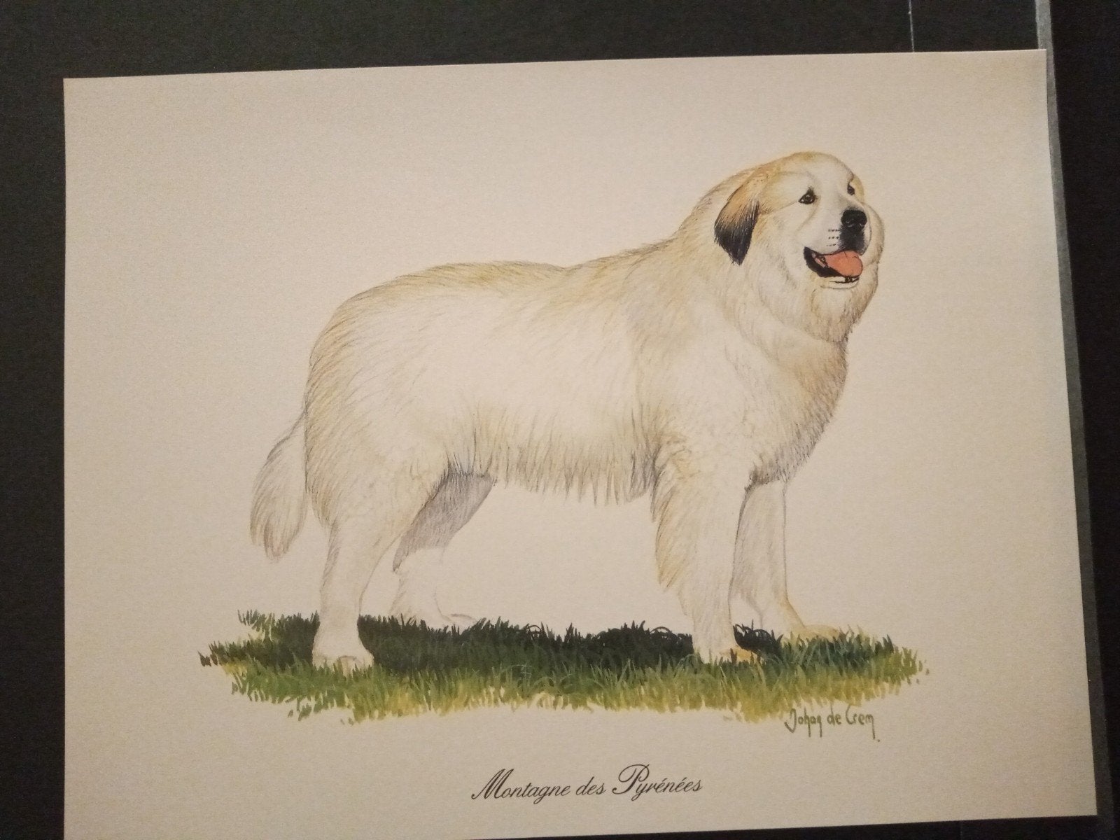 Montagne des Pyrenees - kunstprent - Johan de Crem tekenaar, 1980 tot heden, Ophalen of Verzenden, Zo goed als nieuw, Dier